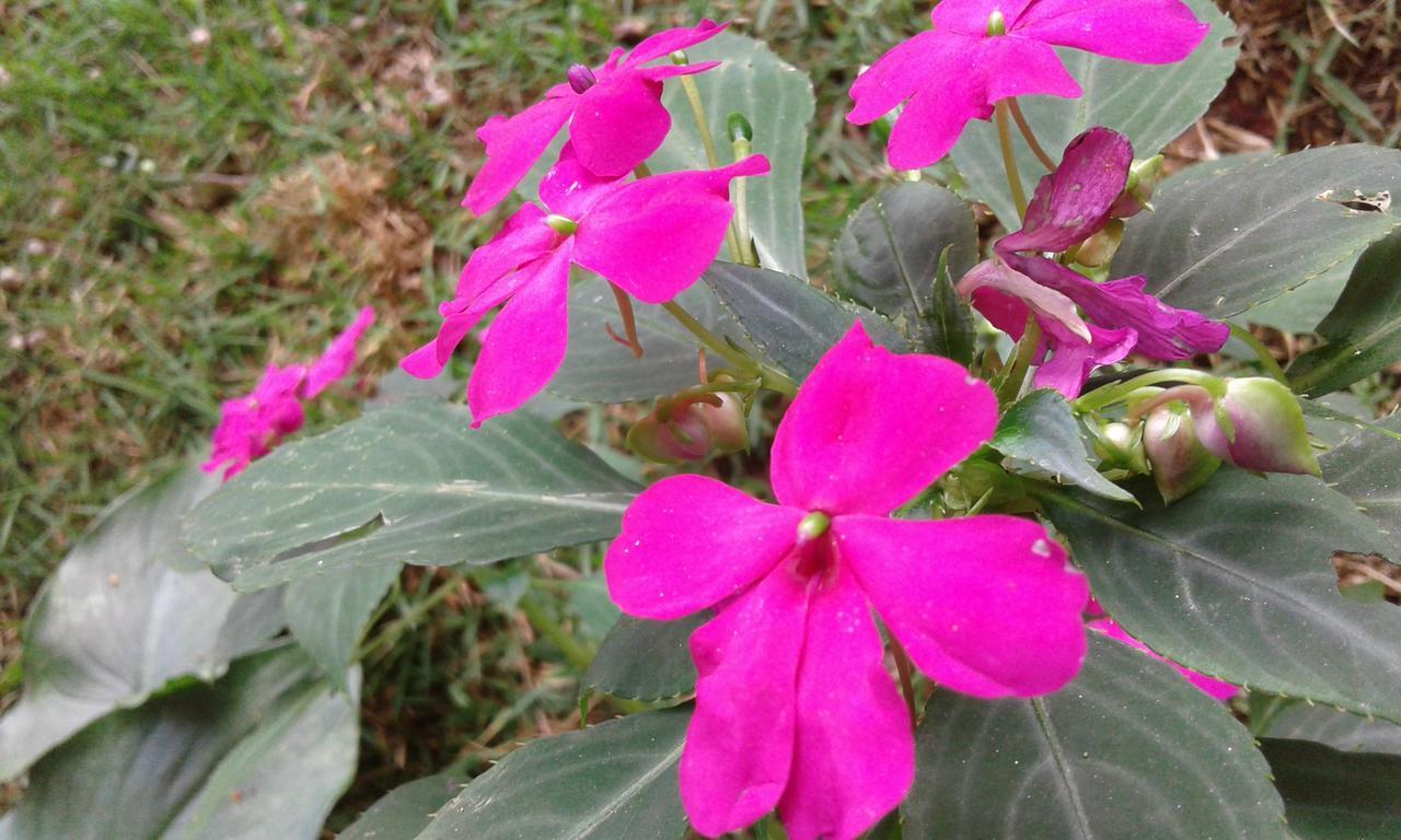 Pousada Aguas Da Mata Brejetuba Ngoại thất bức ảnh